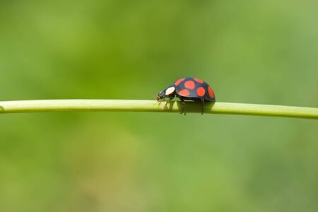 ladybug is walking on grass stemの写真素材