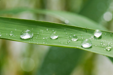 rain drops on grass leaf