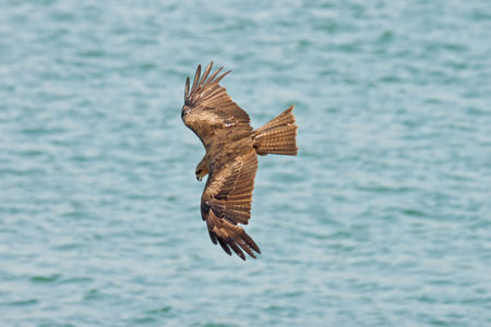 eagle is flying in under water