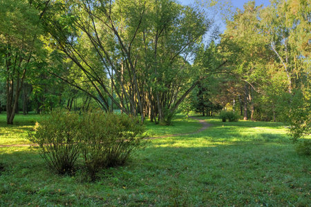 sunlight rays in the forestの写真素材