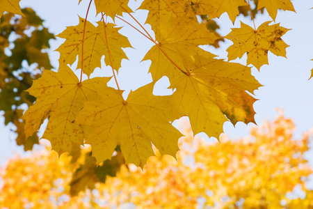autumnal gold maple leaves backgroundの写真素材