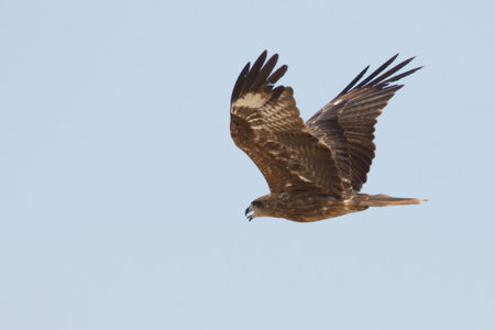 eagle is flying in the sky