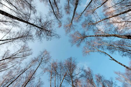 winter tree crowns on deep blue skyの写真素材