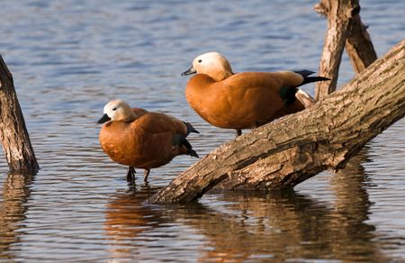 two ducks ara staying  on log in waterの写真素材