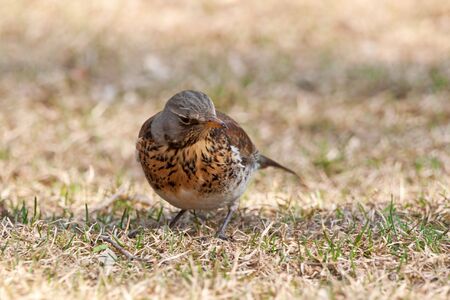 one fieldfare bird portrate on yellow grassの写真素材