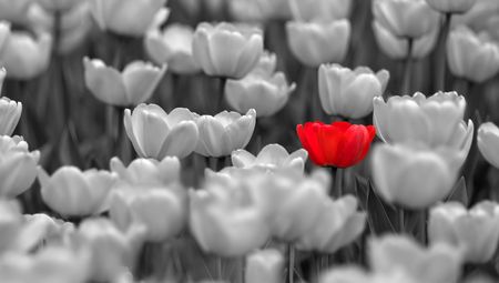 colorless tulips background with a single red oneの写真素材
