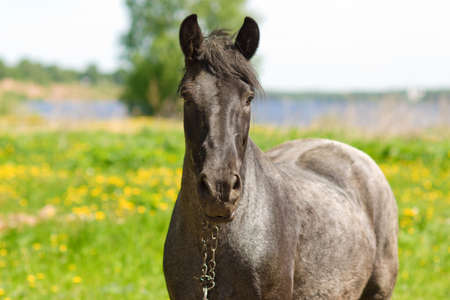 portrait of the horse on meadow, focus on horse headの写真素材