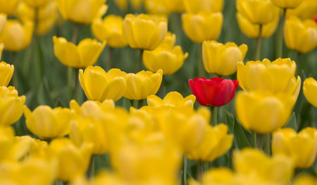 Yellow tulips background with a single red oneの写真素材