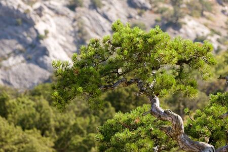 Crimea pine tree in mountains, small deep of fieldの写真素材