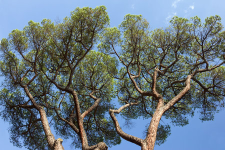 sunlight rays are going through tree crownsの写真素材