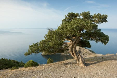 Crimea pine tree on mountain over sea coastの写真素材