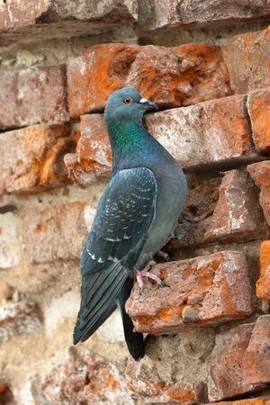 pigeon is sitting on old brick wallの写真素材
