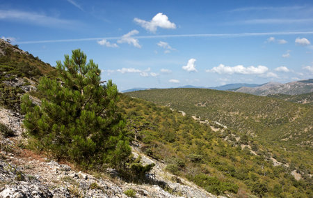 Crimea pine tree in mountains with blue sky