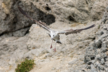 seagull in the fly over rocksの写真素材