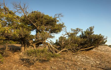 Mountains landscape with juniper bushwood, early morningの写真素材