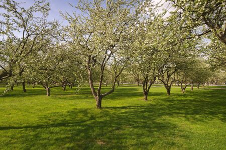 Bloomy apple tries in garden with green grassの写真素材