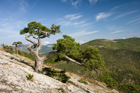 Crimea pine tree in mountains with blue skyの写真素材