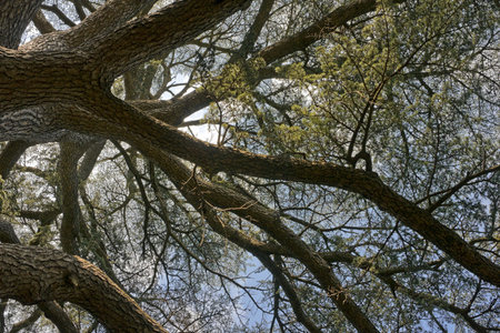 sunlight rays are going through tree crowns
