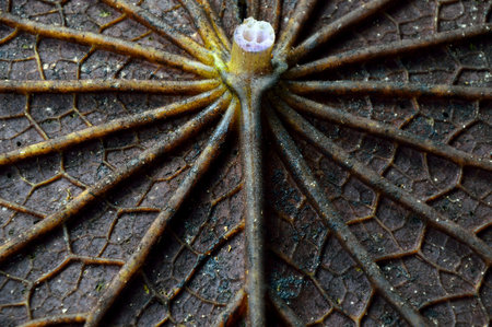 The beautiful pattern inside of the lotus leaf.