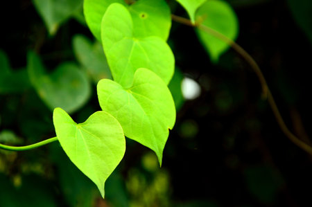 Heart-shaped leaves  Green Heart