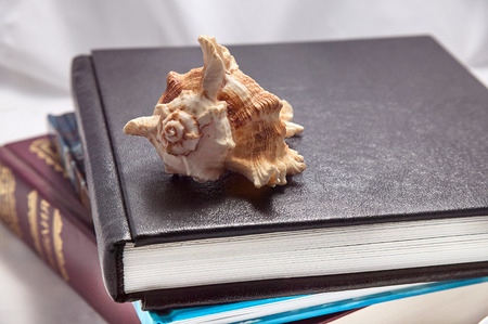 books seashellの写真素材