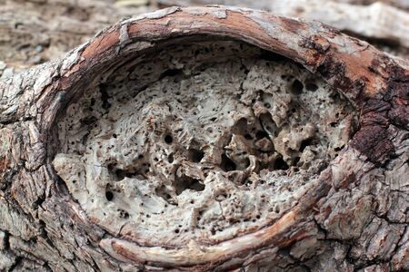 the bark of the tree with the hole in the crocodile's eyesの写真素材