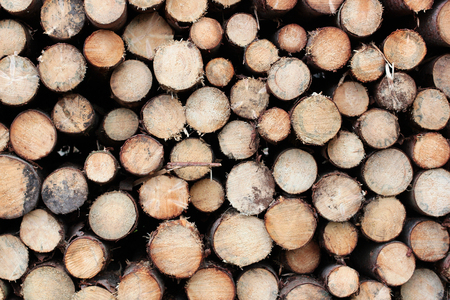 Cross section of tree trunks background. Decoration of cutting tree. Cutting tree trunks placed together for interior decorate, backgroundの写真素材