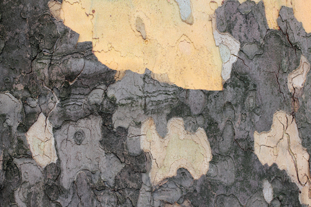 Tree bark. Wooden texture, sycamore tree. Sycamore wood grain forming an abstract background with copy space. Khaki.の写真素材