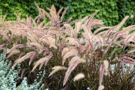 dry grass for interior. Home decoration, dried grass dry flower at home cafe decoration hipster style. Cosy and soft autumn background.の写真素材