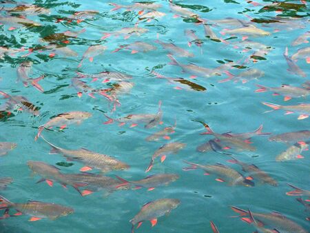 morefishの写真素材