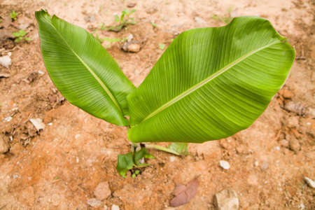 banana tree 2の写真素材