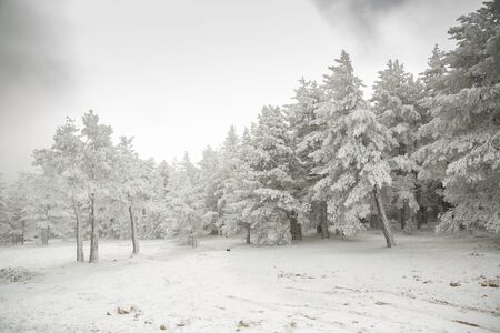 snowy treesの写真素材
