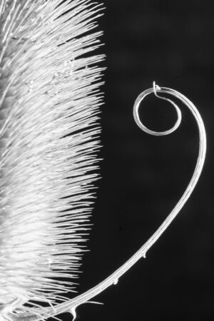 thistle detailの写真素材