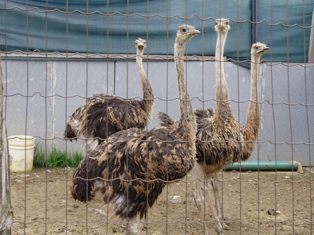 ostrich farm quebecの写真素材