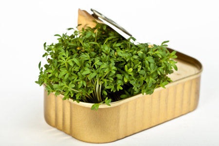 Garden cress in a canの写真素材