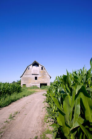 old barn in the corn fieldの写真素材