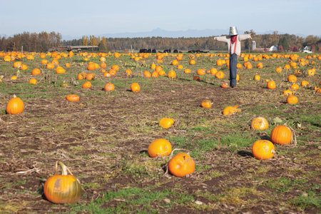 Pumpkin Patch in fall with bird scarerの写真素材