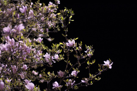 magnolia flower at nightの写真素材