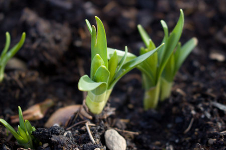 early tulipsの写真素材