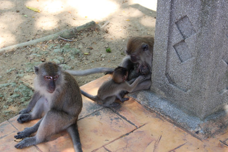 Apes
