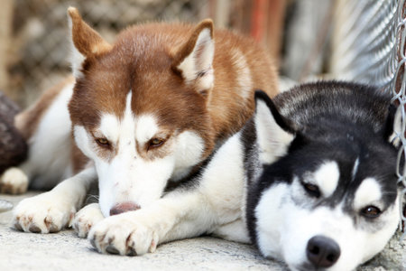 Siberian husky in broad daylightの写真素材