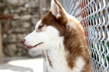 Siberian husky in broad daylightの写真素材