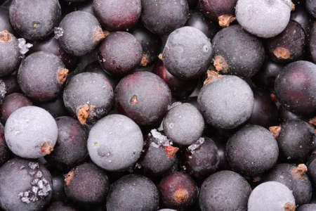 frozen black currant close-upの写真素材