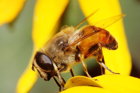 hoverfly on yellow flower