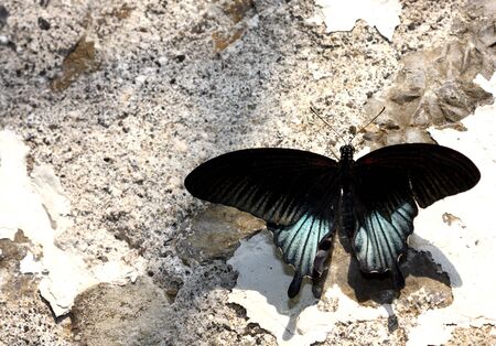 tropical butterfly on the stone wallの写真素材