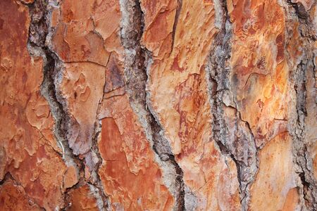 Bark of pine treeの写真素材