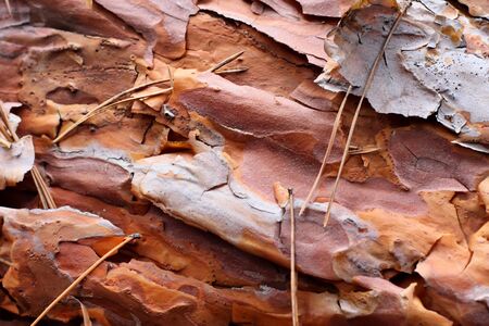 Bark of old pine tree close-upの写真素材