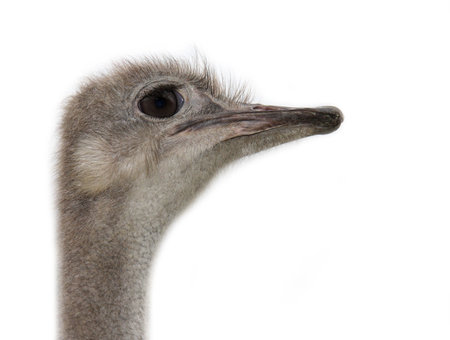 Ostrich head isolated on white background