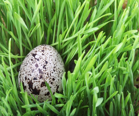 Quail egg in green grassの写真素材