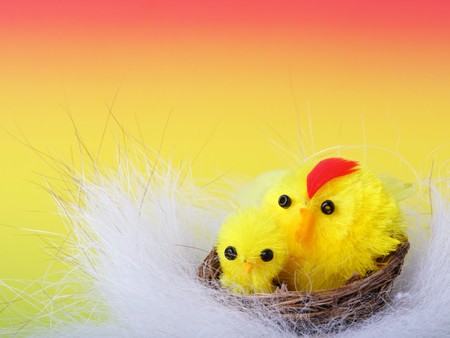 Easter chicks in down on color backgroundの写真素材